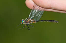 Image of American Emerald