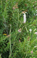 Image of Poterium tenuifolium var. alba (Trautv. & C. A. Mey.)