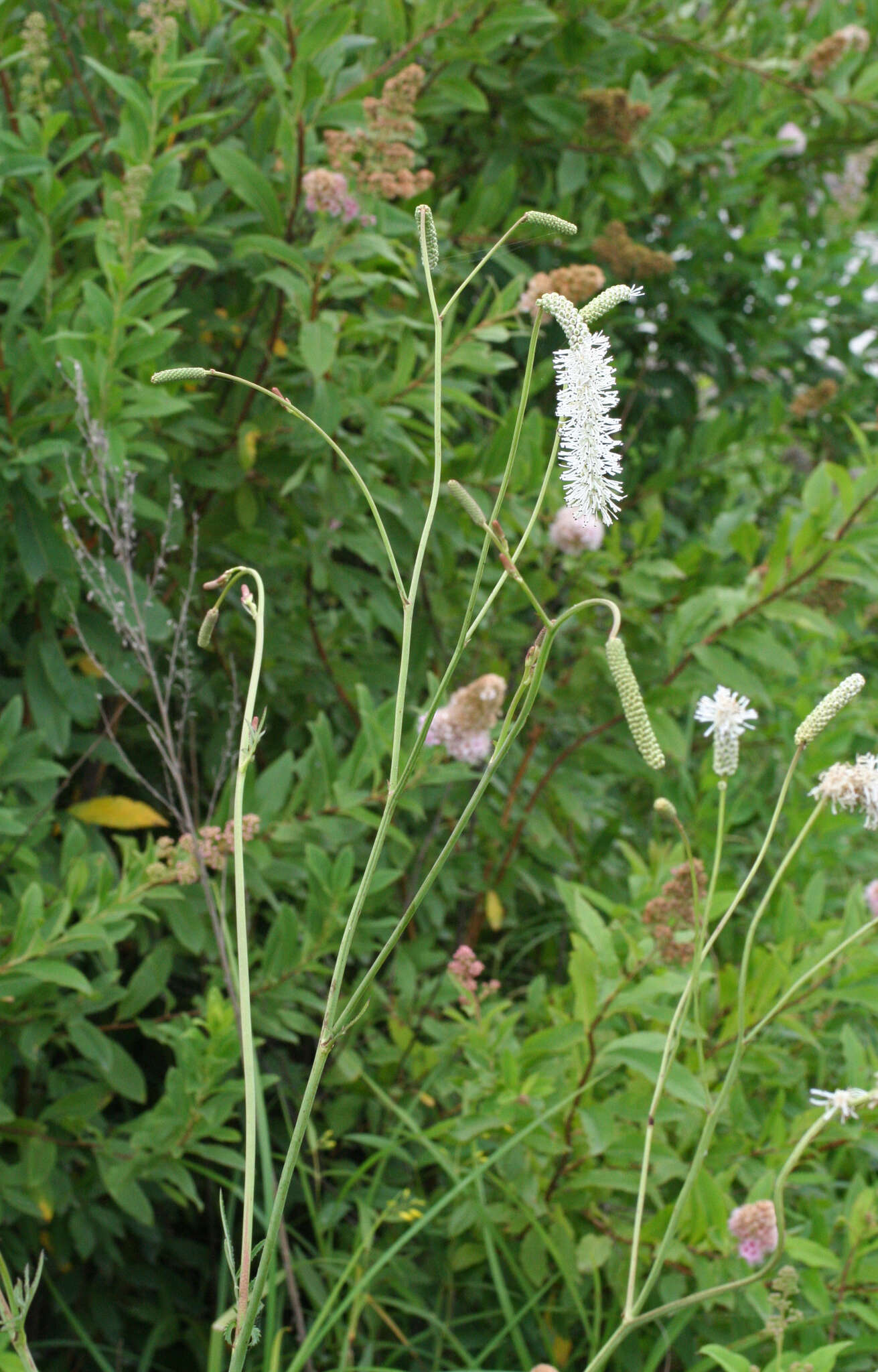 Image of Poterium tenuifolium var. alba (Trautv. & C. A. Mey.)