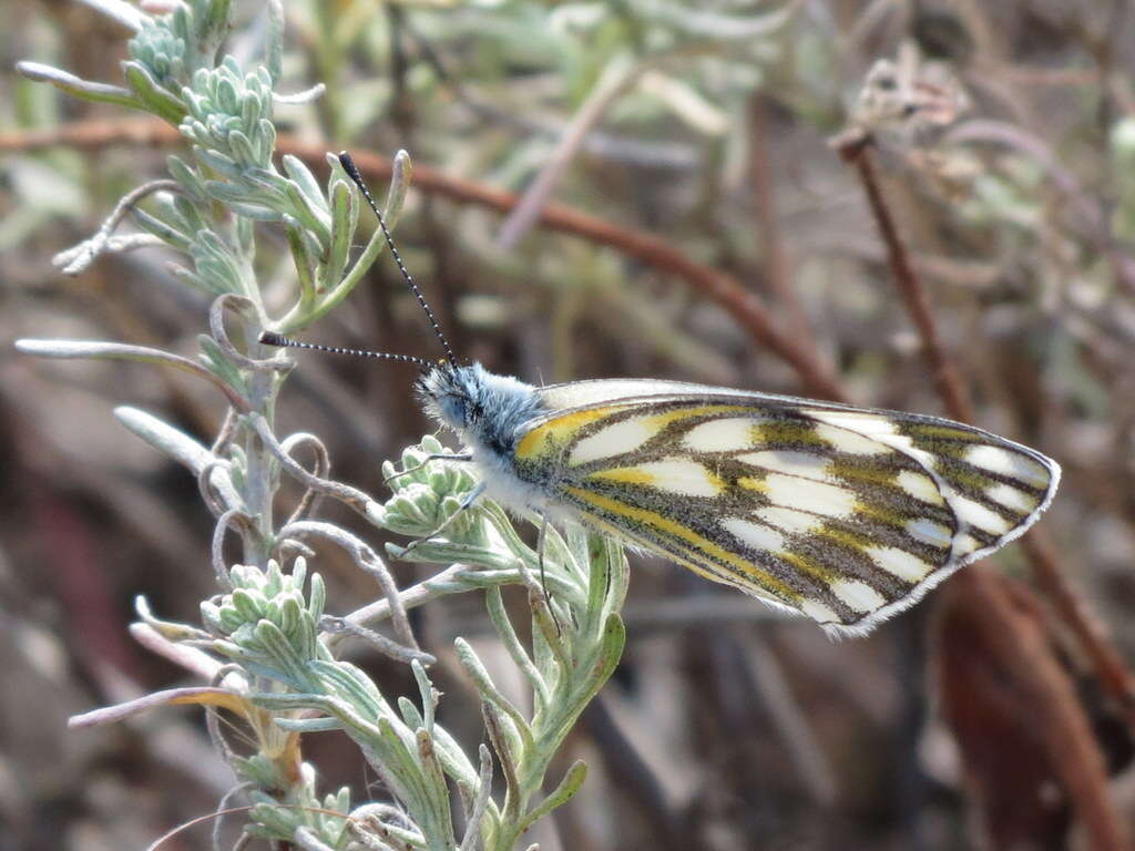 Image of Pontia helice (Linnaeus 1764)