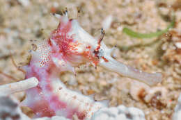 Image of Spiny Seahorse