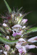 Image de Leonurus macranthus Maxim.