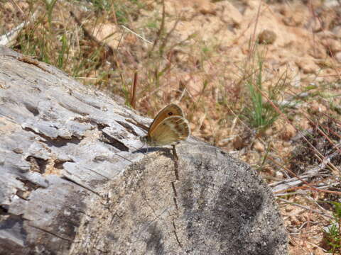 Image of Coenonympha dorus Esper 1782