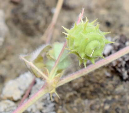 Image of Tifton burclover