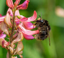 Image of Brown-banded carder bee