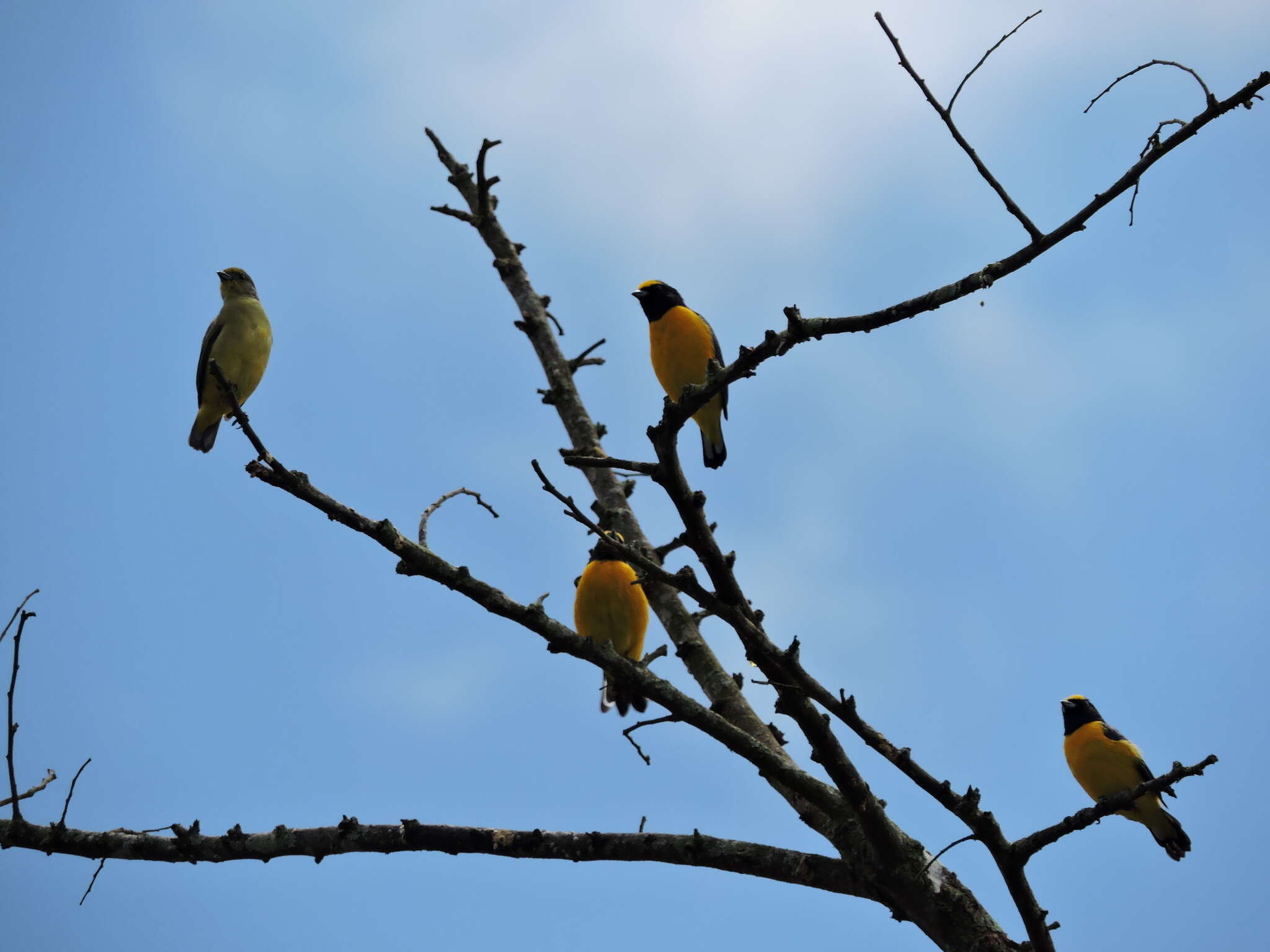 Image of scrub euphonia