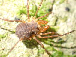 Image de Prasma tuberculata mearosa Forster 1954