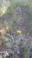 Image of desert biscuitroot