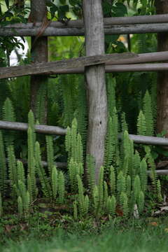 Image of annual swordfern