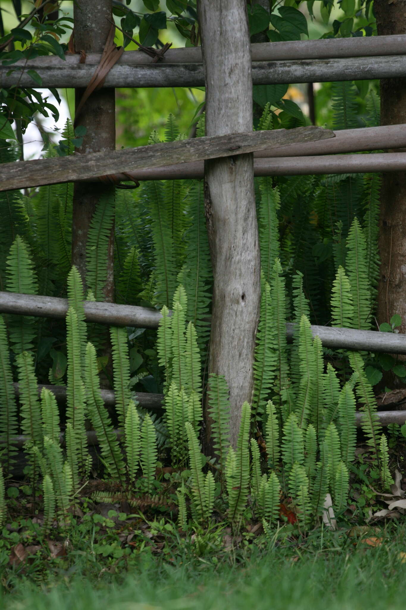 Plancia ëd Nephrolepis undulata (Afzel. ex Sw.) J. Sm.