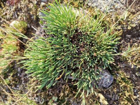 Image of Gypsophila patrinii Ser.