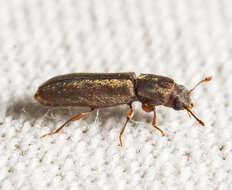 Image of Velvety Powderpost Beetle