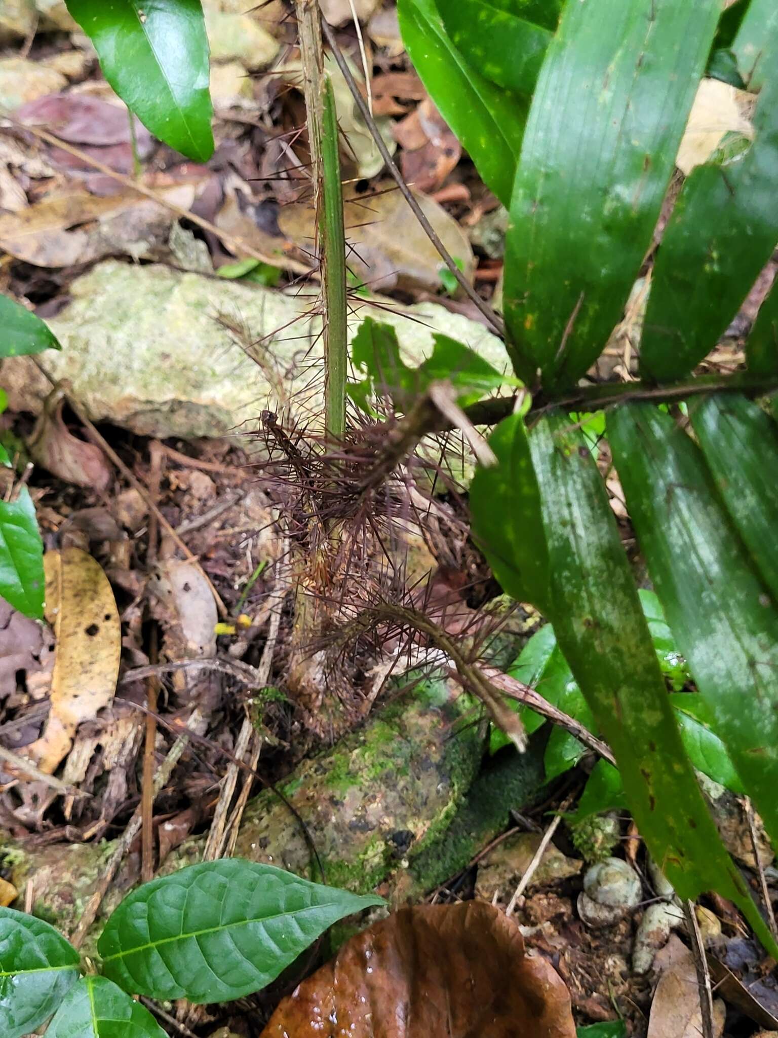 Sivun Aiphanes acanthophylla (Mart.) Burret kuva