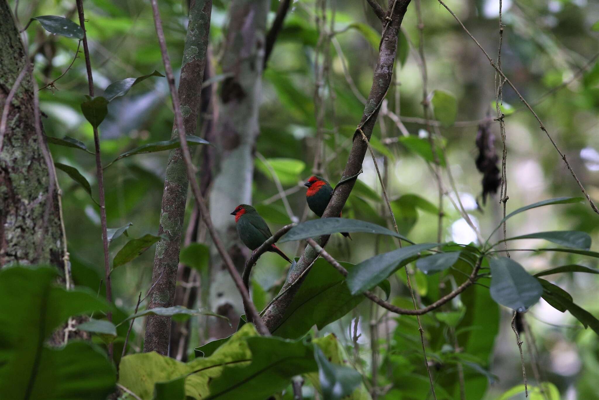 Image of Red-throated Parrot-Finch