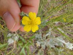 Слика од Potentilla effusa Dougl. ex Lehm.