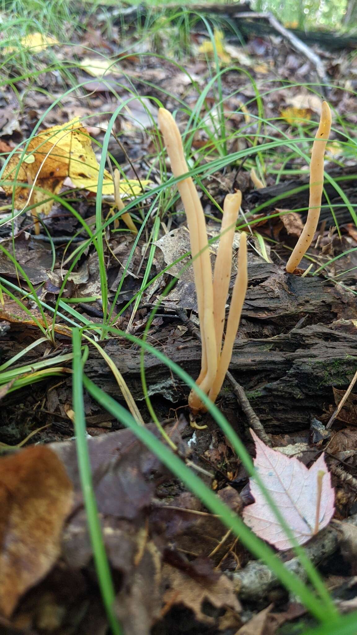 Image de Clavulinopsis appalachiensis (Coker) Corner 1950