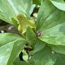 Image of Trillium oostingii Gaddy