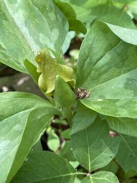 Image of Trillium oostingii Gaddy