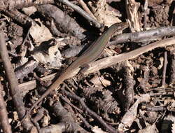 Image of Dalmatian Wall Lizard