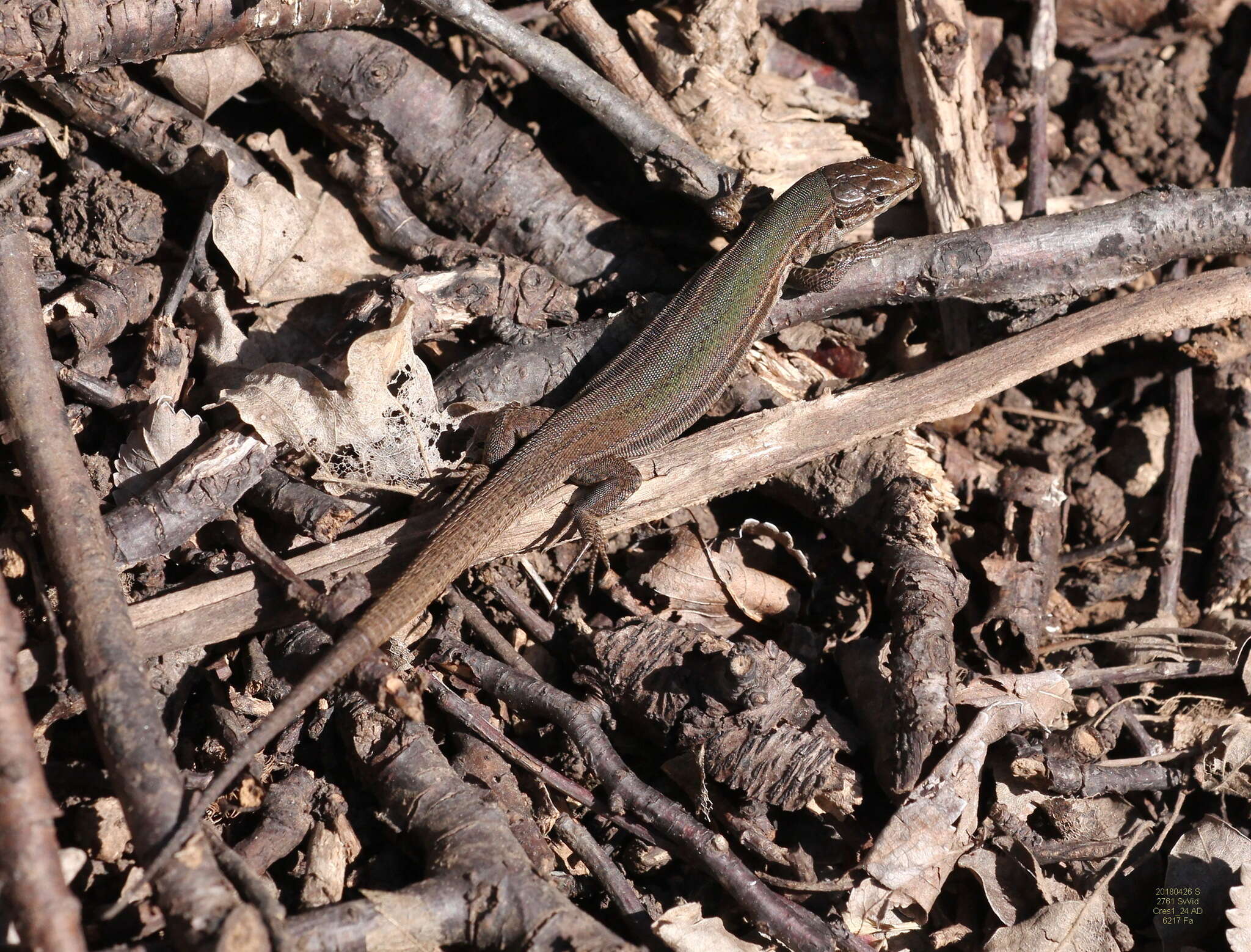 Image of Dalmatian Wall Lizard