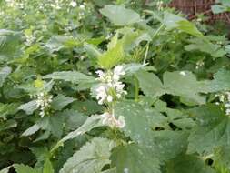 Слика од Lamium moschatum Mill.