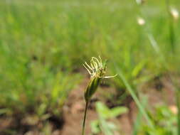 صورة Fimbristylis ovata (Burm. fil.) J. Kern