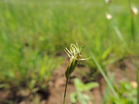 Image de Fimbristylis ovata (Burm. fil.) J. Kern