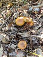 Image of Pholiota spumosa (Fr.) Singer 1951