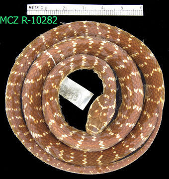 Image of Broad-headed Snake