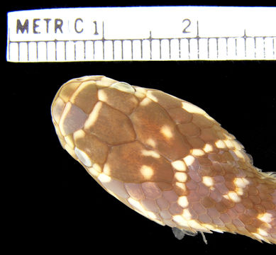 Image of Broad-headed Snake