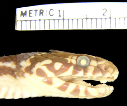 Image of Broad-headed Snake