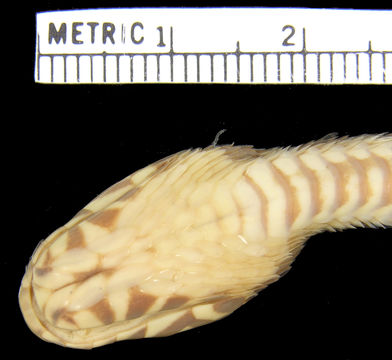 Image of Broad-headed Snake