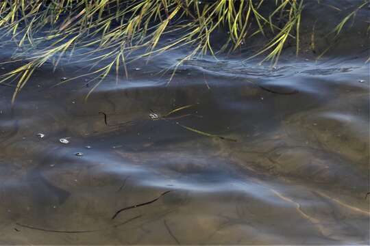 Image of Gray Smooth-hound