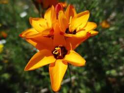 Image of spotted African cornlily