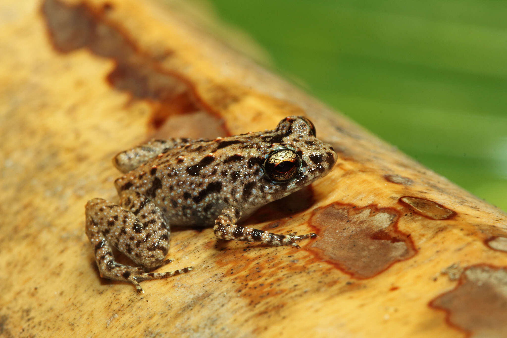 Image of Seychelles Frog