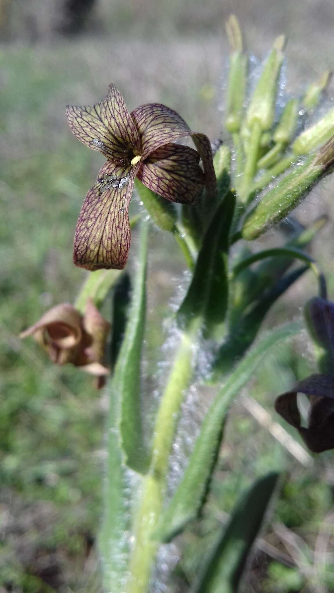 Image of Hesperis tristis L.