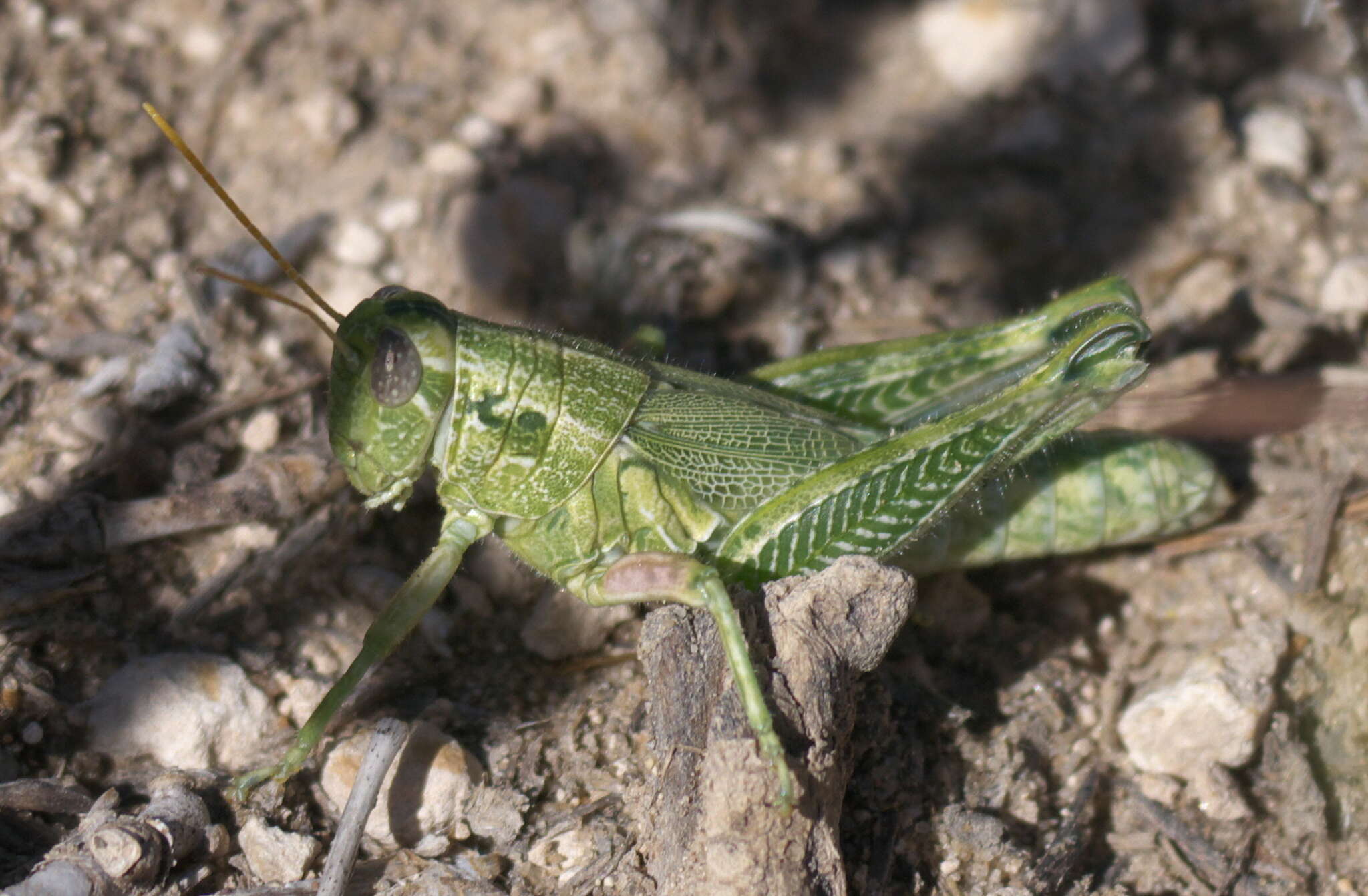 Слика од Campylacantha olivacea (Scudder & S. H. 1875)