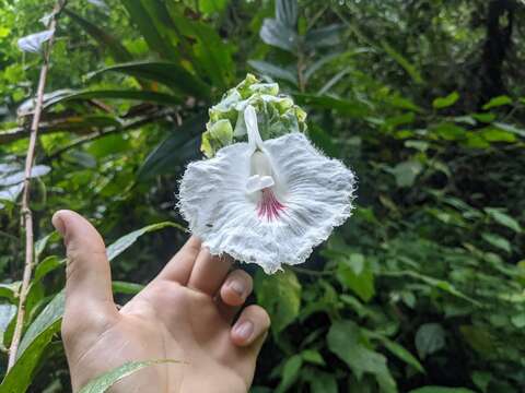 Image of Dimerocostus cryptocalyx N. R. Salinas & Betancur