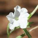 Image of Nicotiana gascoynica