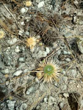 Image of Paepalanthus aretioides Ruhland