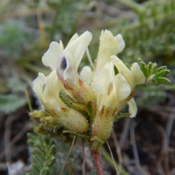 Image of viscid locoweed