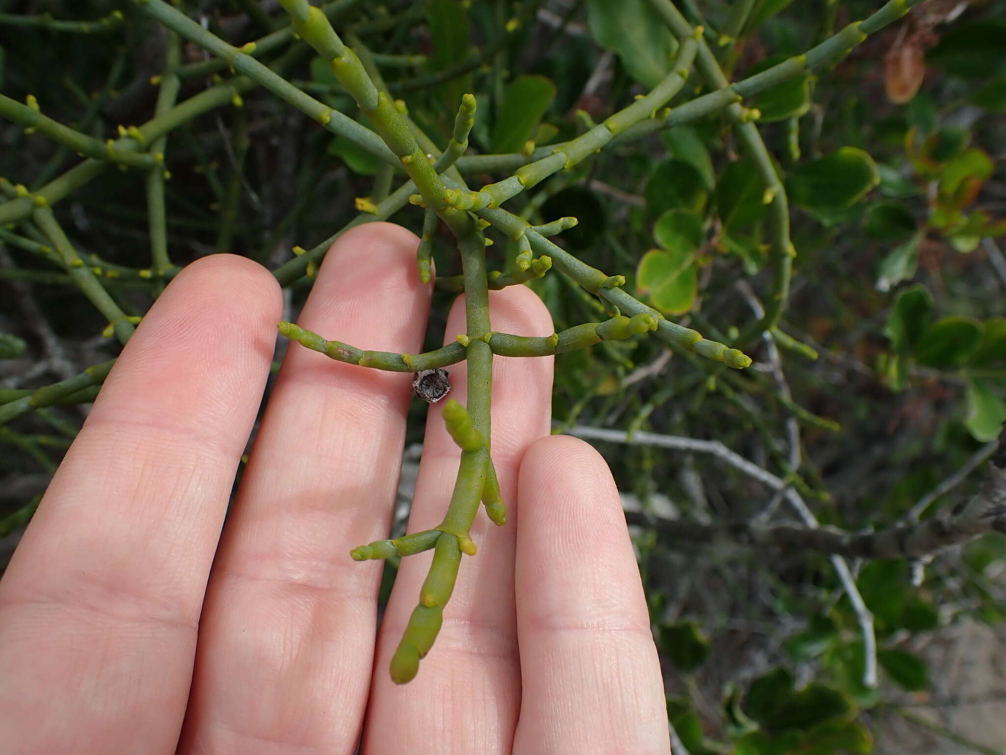 Image of Hooley Mistletoe