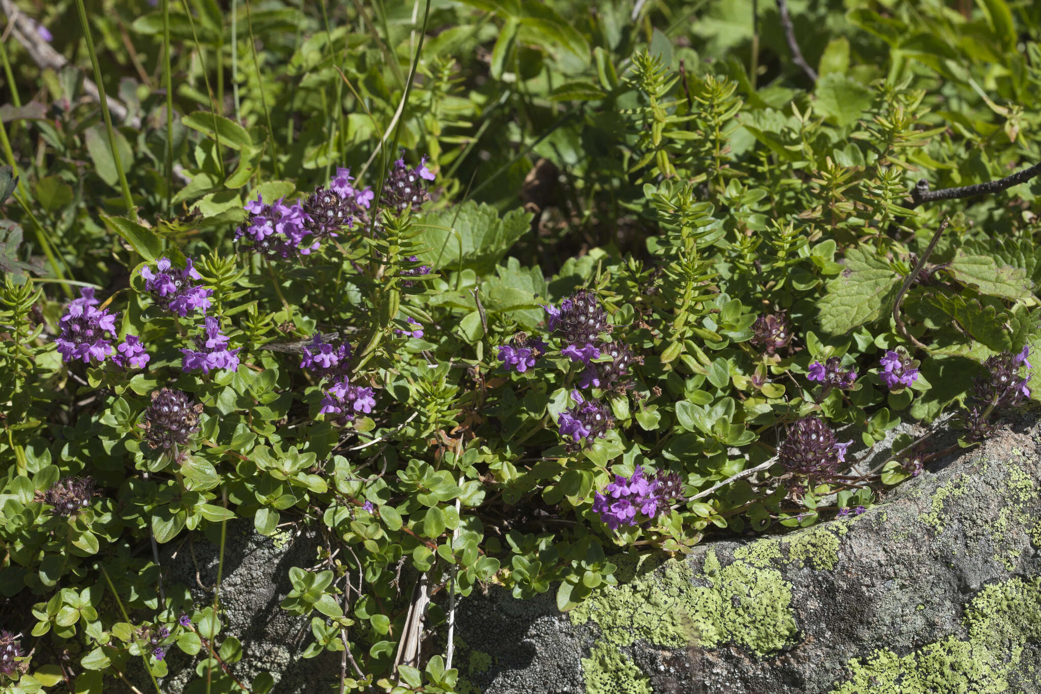 Image of Thymus nummularius M. Bieb.