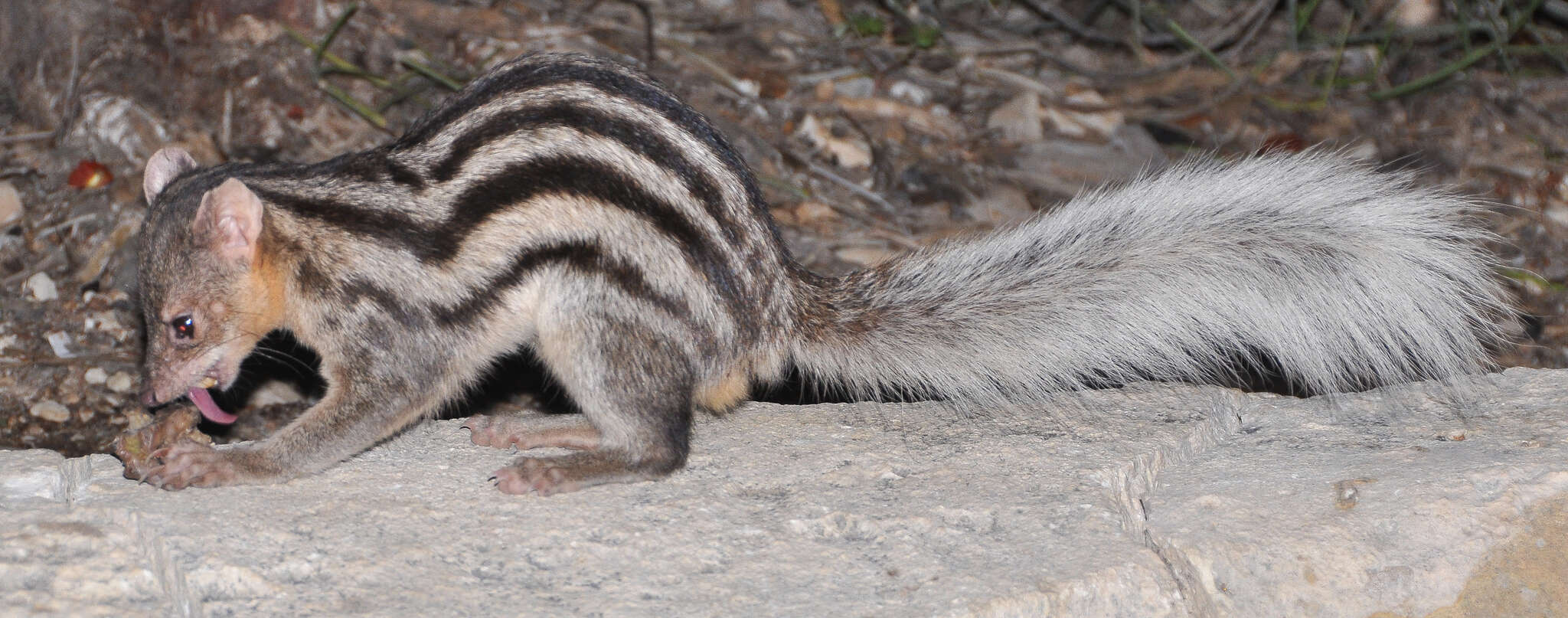 Image of Broad-striped Malagasy Mongoose