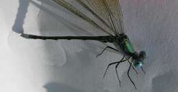 Image of Amber-winged Spreadwing