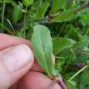 Image of Silene gallica var. quinquevulnera (L.) Mert. & W. D. J. Koch