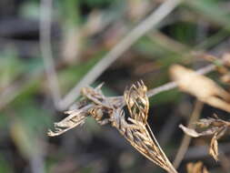 Imagem de Juncus bufonius L.