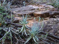 Plancia ëd Curio talinoides var. aizoides (DC.) P. V. Heath