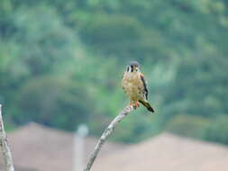 Image of Falco sparverius caucae (Chapman 1915)