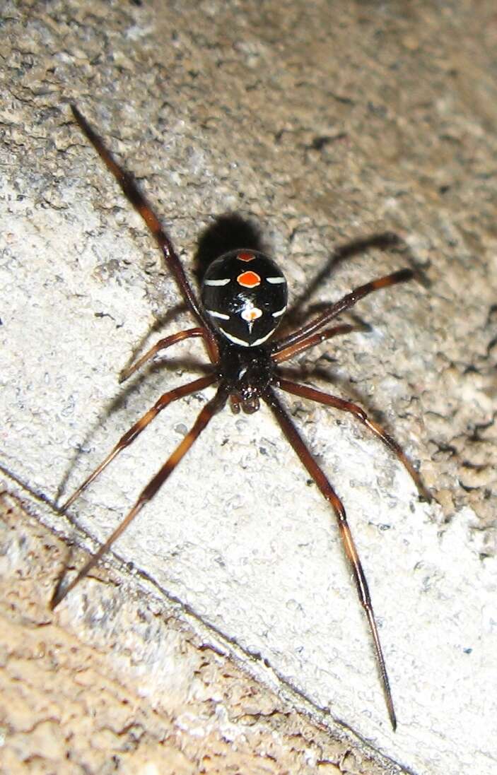 Latrodectus variolus Walckenaer 1837的圖片